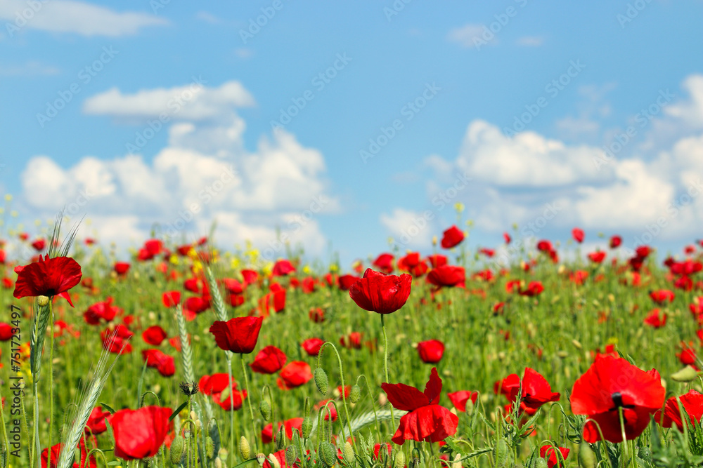 Poppies flower meadow and blue sky with clouds spring season Poppies flower meadow and blue sky with clouds spring season
