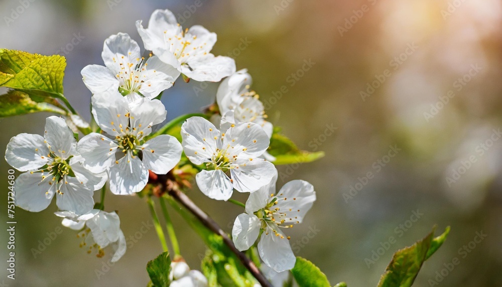 cherry blossom in spring for background or copy space for text