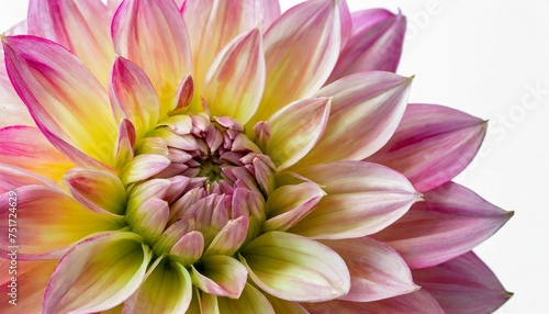 bright beautiful pink yellow dahlia flower close up on white isolated background