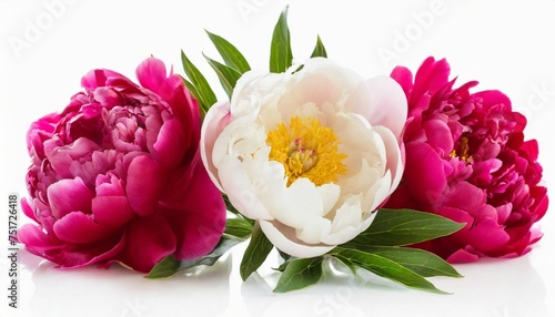 peony flowers isolated on white #751726418