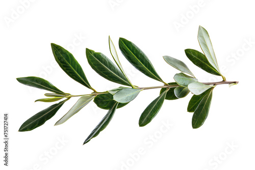 Fresh olive branch with vibrant leaves, cut out - stock png.