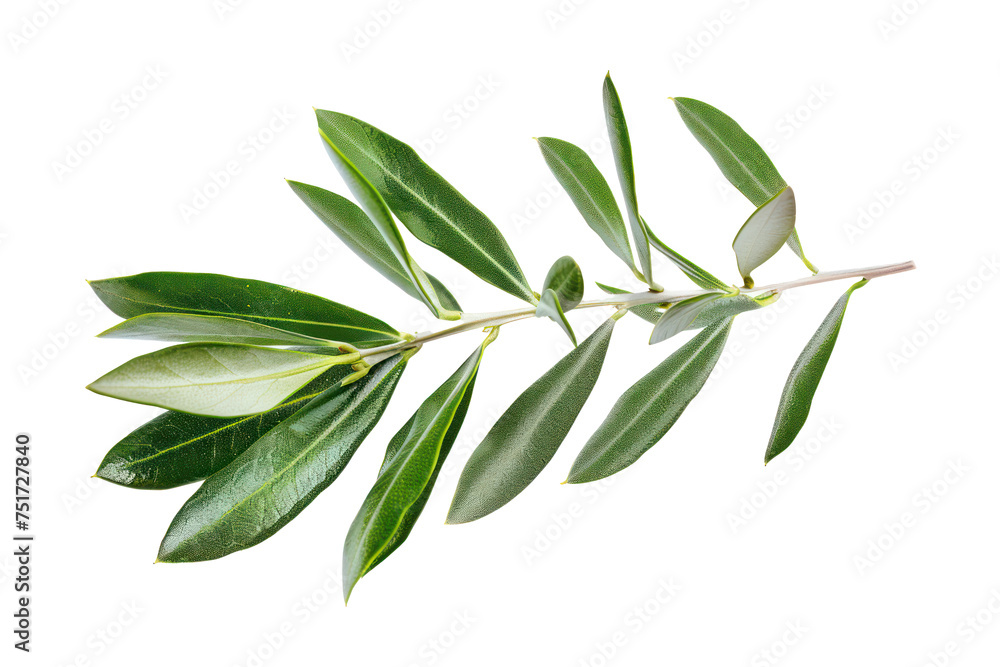 Fresh olive branch with vibrant leaves, cut out - stock png.