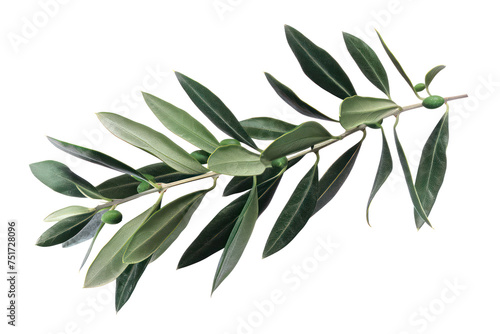 Fresh olive branch with vibrant leaves  cut out - stock png.