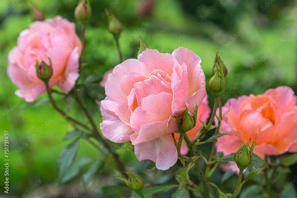 Rose bush with pink roses on a blurred green background.
