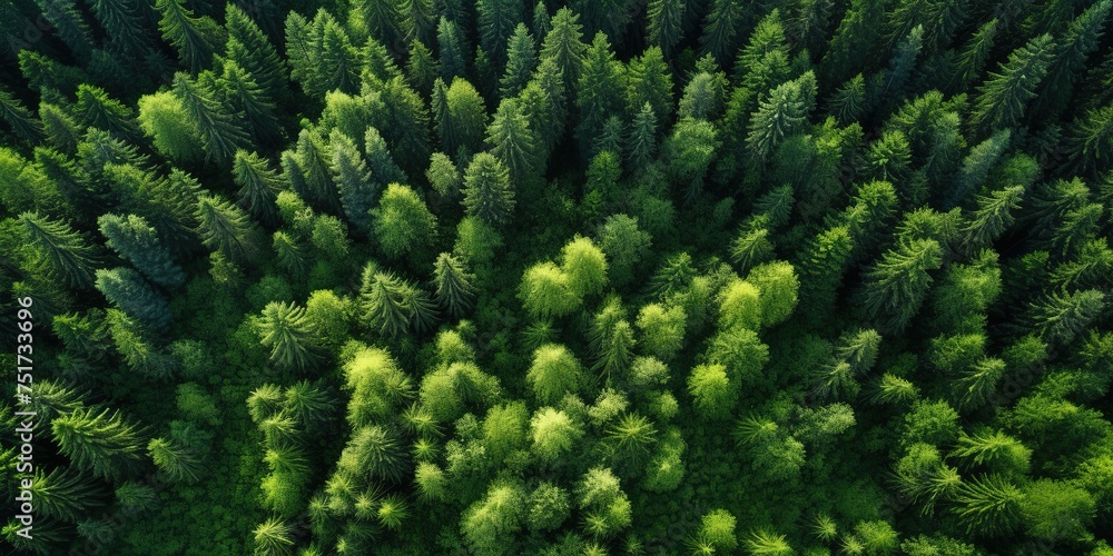 Fototapeta premium Aerial top view of car and truck driving on highway road in green forest. Sustainable transport. Drone view of hydrogen energy truck and electric vehicle driving on asphalt road through green