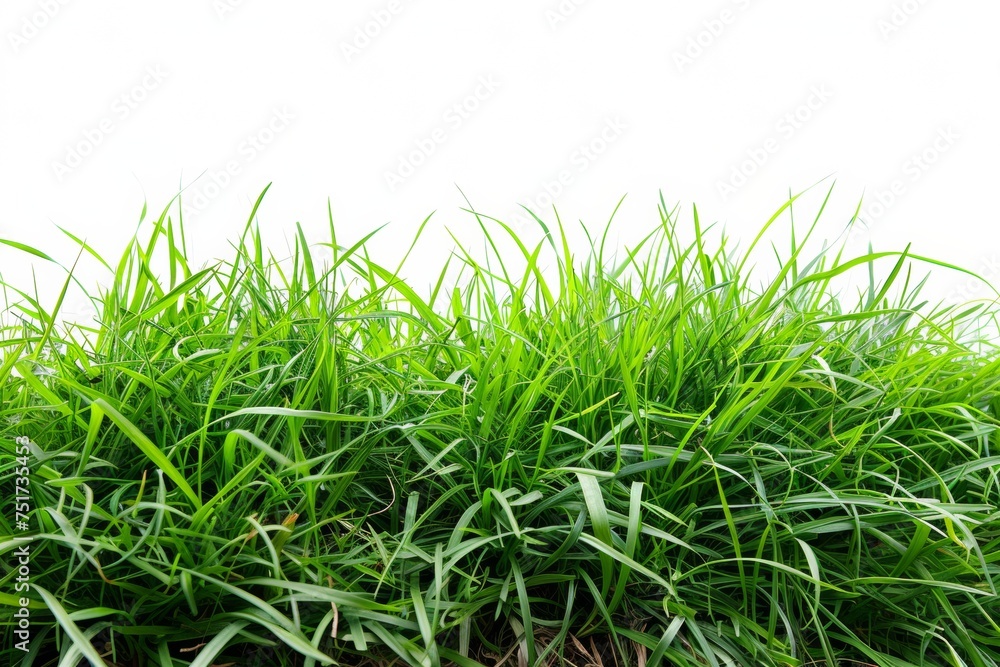 Obraz premium Isolated green grass on a white background