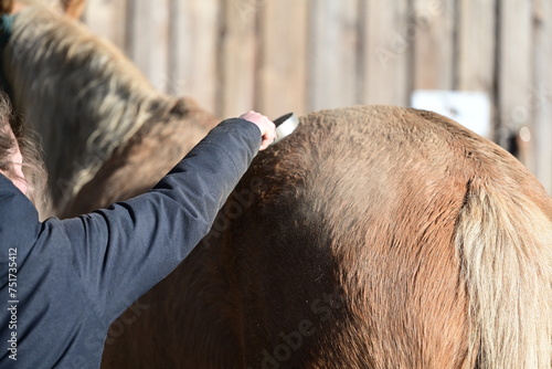 Putztag. Mädchen putzt schmutziges Pferd in der Wintersonne photo