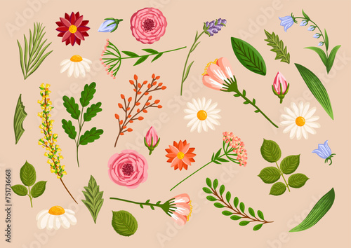 Set of floral design elements. Leaves, flowers, branches, grass, and buds. Botanical vector illustration isolated on white background.