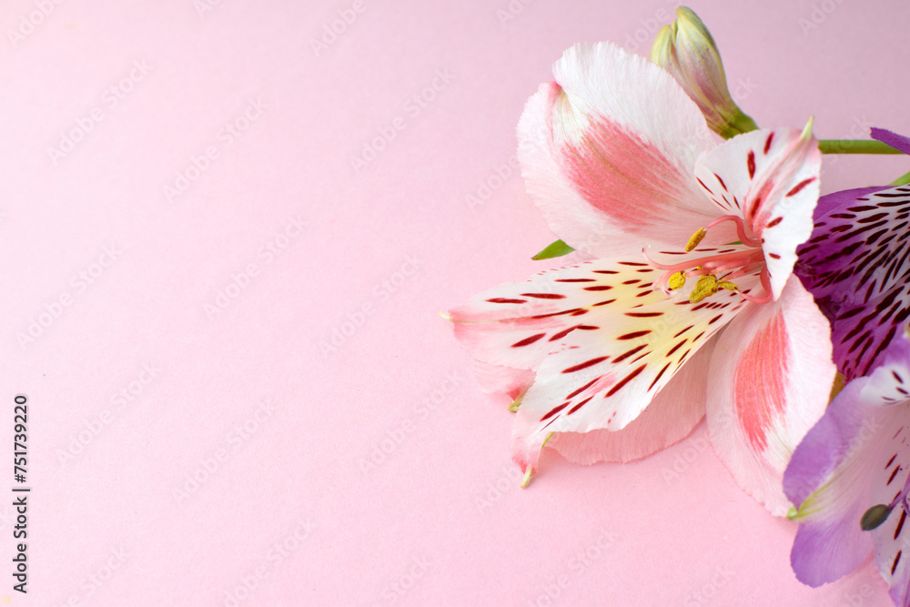 Beautiful pink and purple  alstroemeria flowers in green leaves on a pink background. Peruvian Lily. Copy space.