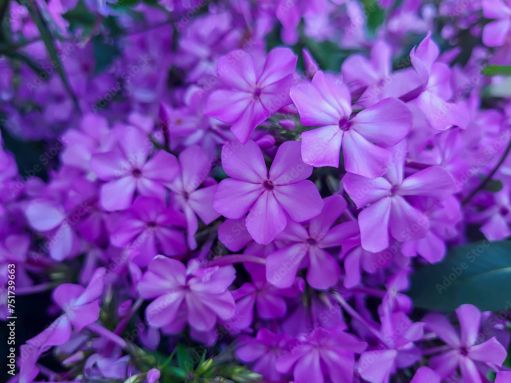 Beautiful lilac flowers phlox paniculate variety The Pride of Russia