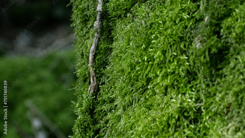 Fototapeta premium ast moos stein fels pilz natur waldbewohner pflanzen 
