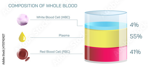 Composition of the Blood vector. Whole blood is made up of red blood cells, white blood cells and platelets, all of which are suspended in a liquid called plasma vector illustration. 