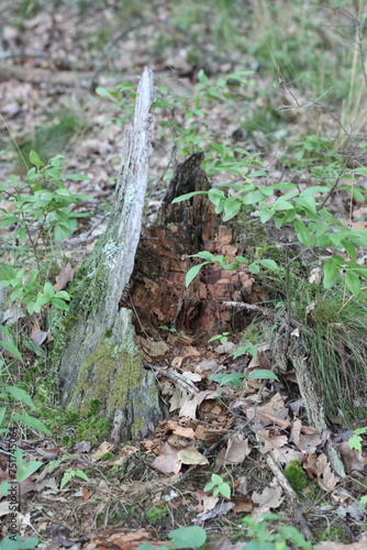 Rotten tree trunk standing in the meadow.