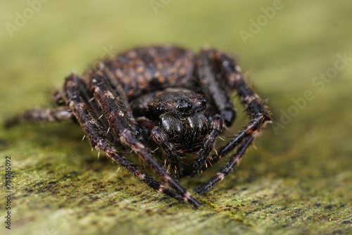 Closeup on the dark hairy walnut orb-weaver spider, Nuctenea umbratica sitting on wood photo