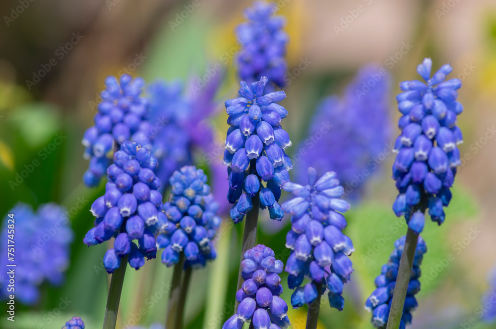 Muscari armeniacum ornamental springtime flowers in bloom, Armenian grape hyacinth flowering blue plants in the garden