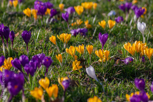 Field of flowering crocus vernus plants  group of bright colorful early spring flowers in bloom