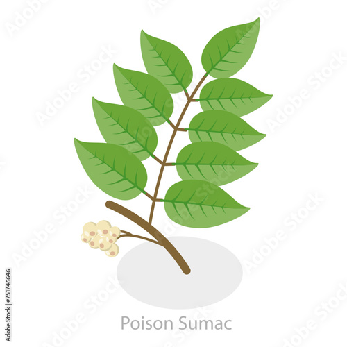 3D Isometric Flat Vector Illustration of Poison Ivy, Allergy to Poison Plants. Item 1