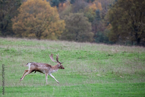 A fallow deer stag sprinting through an open field in the Peak District, England. photo