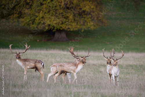 Four majestic fallow deer stag stare ahead.  photo