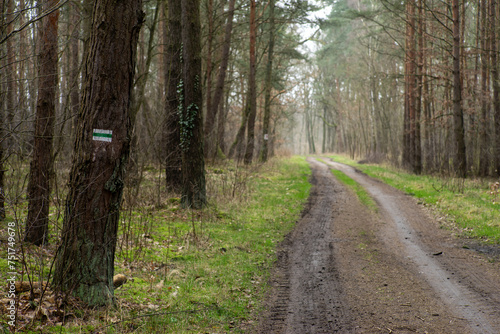 Leśna droga z wyraźnie zaznaczonym piktogramem oznaczającym turystyczny szlak pieszy