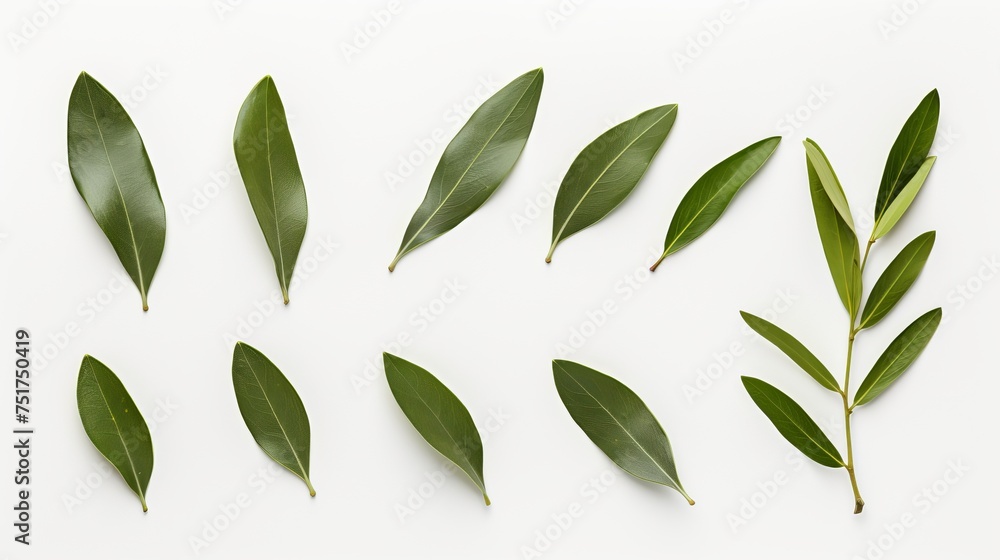 Fototapeta premium An olive branch with leaves isolated on a white background.