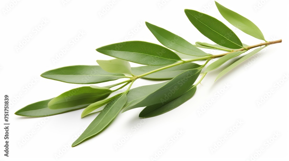 Fresh leaves from an olive branch, presented in isolation against a white background.
