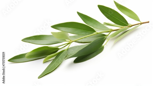 Fresh leaves from an olive branch, presented in isolation against a white background.
