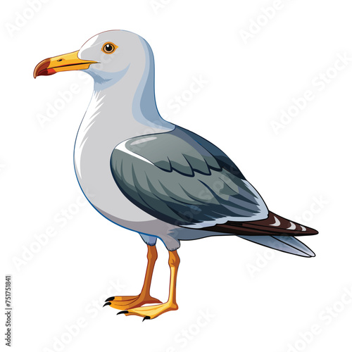 Seagull illustration on White Background