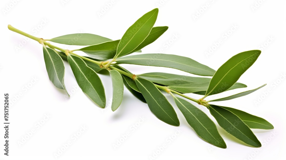 Fresh leaves from an olive branch, presented in isolation against a white background. Fresh leaves from an olive branch, presented in isolation against a white background.