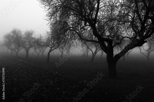 Misty orchard with bare trees in monochrome photo