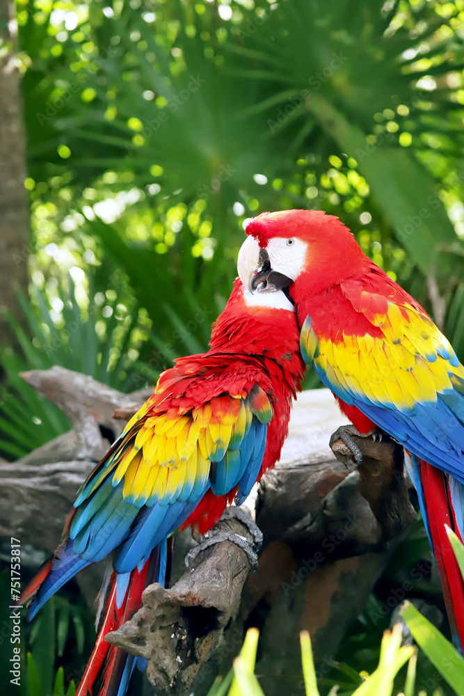 Ara chloroptera South American parrot, a member of a large group of Neotropical parrots called macaws