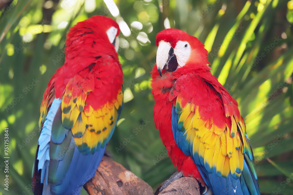 Ara chloroptera South American parrot, a member of a large group of Neotropical parrots called macaws Ara chloroptera South American parrot, a member of a large group of Neotropical parrots called macaws