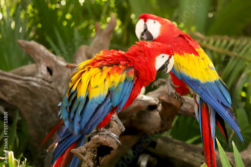 Ara chloroptera South American parrot, a member of a large group of Neotropical parrots called macaws © acceptfoto