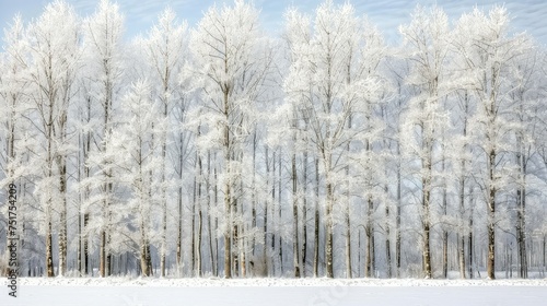 frost snowy treeline