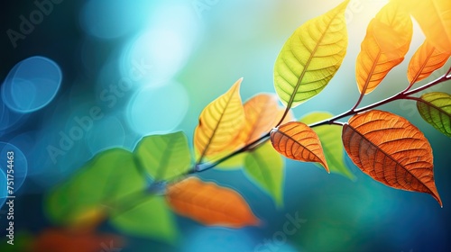 outdoors summer leaves background