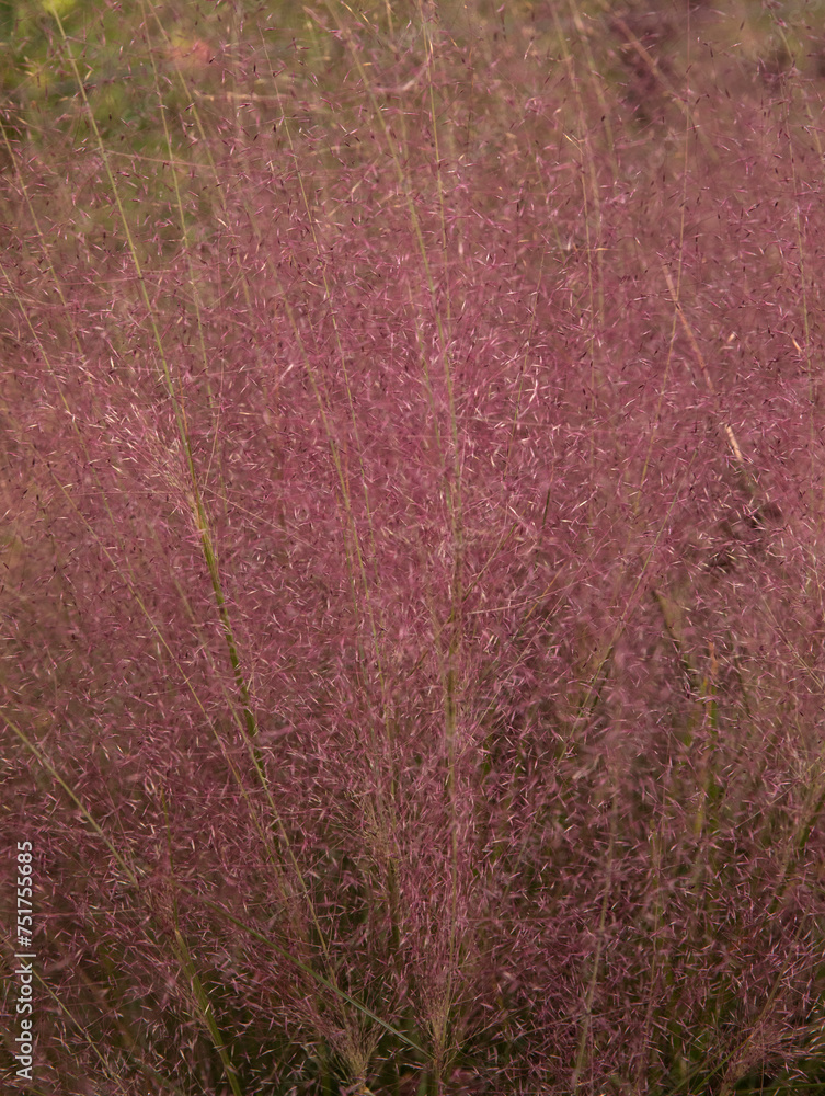 Natural background. Ornamental grass flowers texture and pattern. Closeup view of Muhlenbergia capillaris, also known as Pink Muhly Grass, pink flowers blooming in the garden in spring.
Natural background. Ornamental grass flowers texture and pattern. Closeup view of Muhlenbergia capillaris, also known as Pink Muhly Grass, pink flowers blooming in the garden in spring.