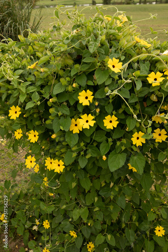 View of Thunbergia alata, also known as black eyed Susan vine, blooming flowers of yellow petals and green leaves, growing in the fence in garden. photo