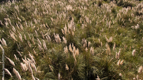 Rural landscape. Aerial top view of Cortaderia selloana, also known as Pampas grass, invasive ornamental grass, growing in the field. Its green leaves foliage and autumn blooming yellow flowers.