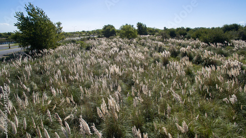 Rural landscape. Aerial top view of Cortaderia selloana, also known as Pampas grass, invasive ornamental grass, growing in the field. Its green leaves foliage and autumn blooming yellow flowers.	
