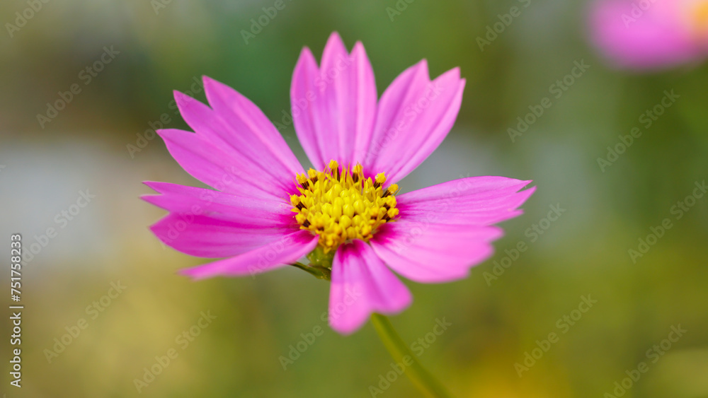 The pink cosmos (cosmos caudatus) blooms in the blurred green garden.Inspirational Motivational quote- Start your Tuesday morning light with pink flowers.Natural flower background. Close up.