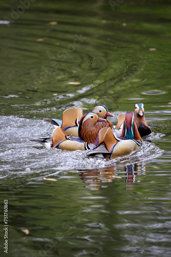 Flock of mandarin ducks bathing in a pond in Richmond park, London, U.K.