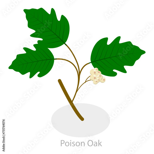 3D Isometric Flat Vector Illustration of Poison Ivy, Allergy to Poison Plants. Item 3