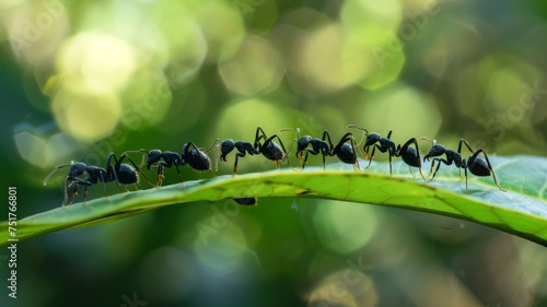 ants walking a green leaf. fresh leaves in nature photo