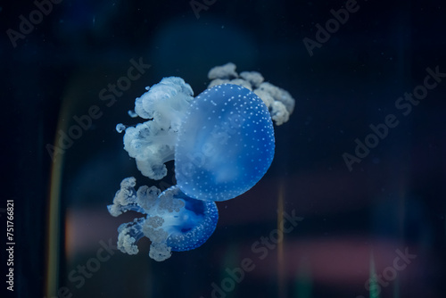 Translucent blue jellyfish with white spots delicately floating in the deep blue waters of the ocean. Spotted Jellyfish Floating in Blue Waters.