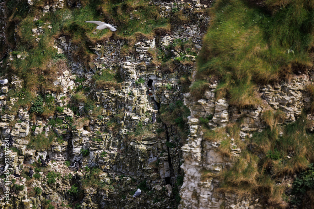 Nesting bird on a cliff Nesting bird on a cliff