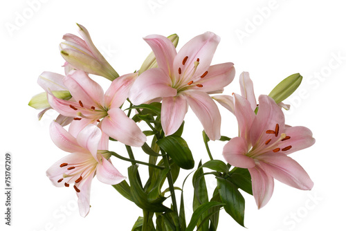 Bunch Pink Lilies on a White Background