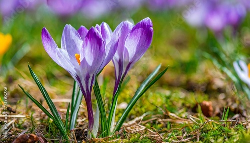 spring begins the first crocuses magnoliopsida are here northern germany photo