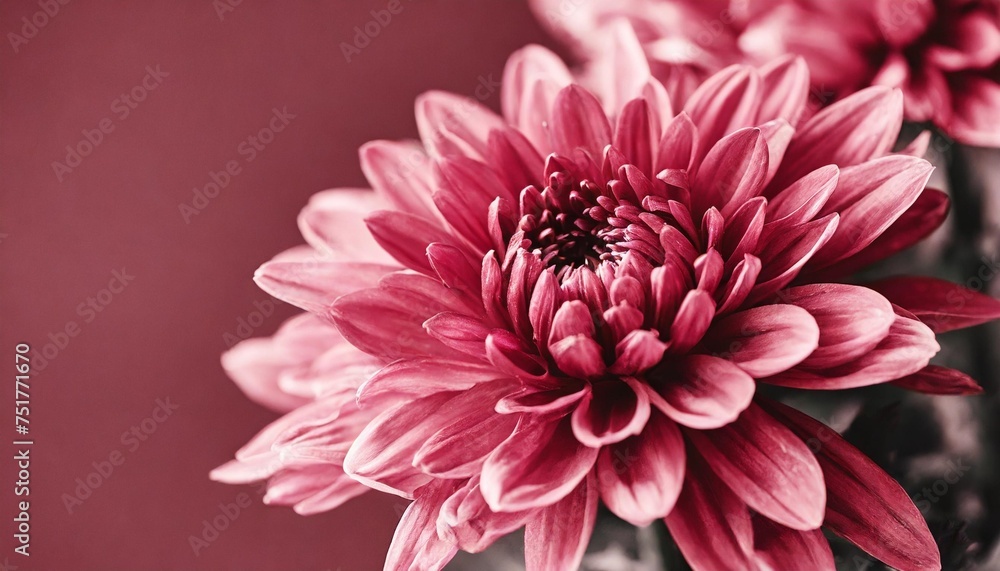 trendy color of year 2023 viva magenta chrysanthemum close up toned in color of the 2023 fashion color palette sample