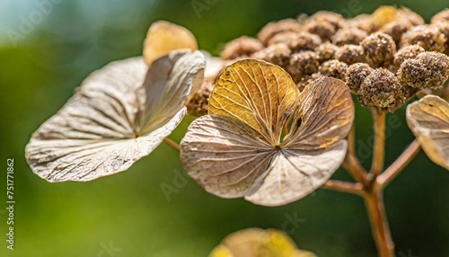 selective focus on petal of dry hydrangea flower with nature green background