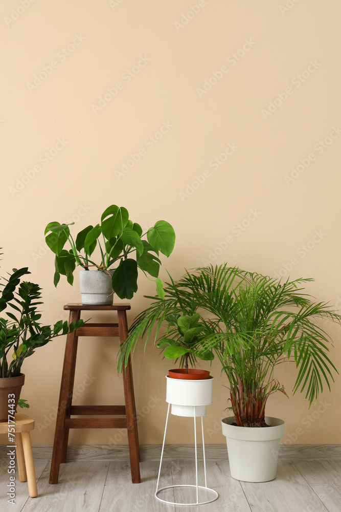 Stools with green plants near beige wall in room
